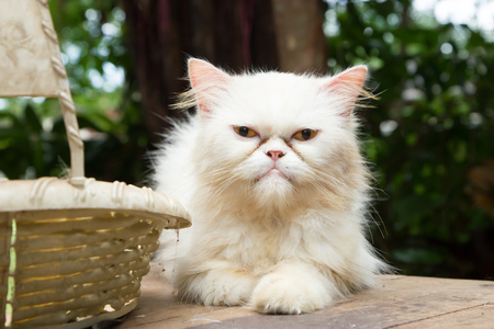 Sick catの写真素材