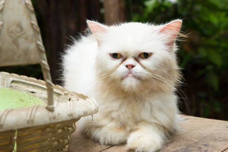 Sick catの写真素材