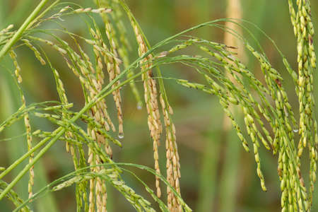 Close up of rice