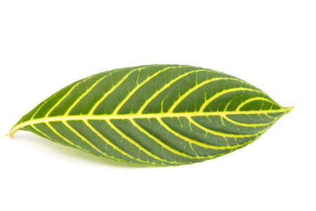 Green leaf isolated on white backgroundの写真素材