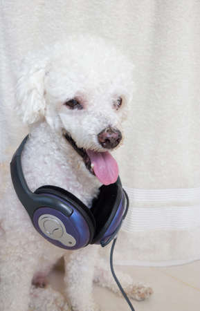 Dog listening to music with headphonesの写真素材