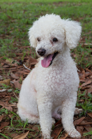 Dog on grassの写真素材