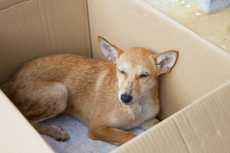 Sick dog in boxの写真素材