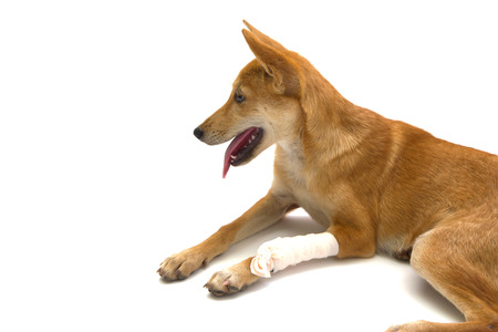 Elastic bandage on puppy's legの写真素材