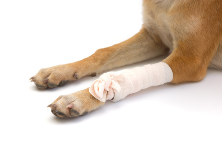 Elastic bandage on puppy's legの写真素材