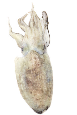 Freshly squid isolated on white backgroundの写真素材