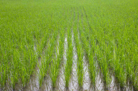 Rice seedlingsの写真素材