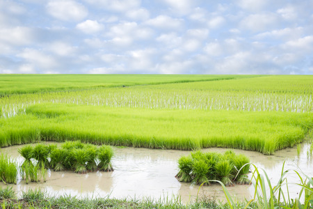 Rice seedlingsの写真素材