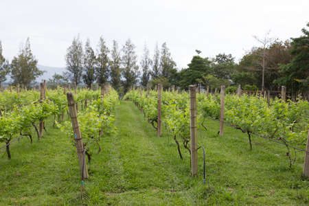 Vineyardの写真素材