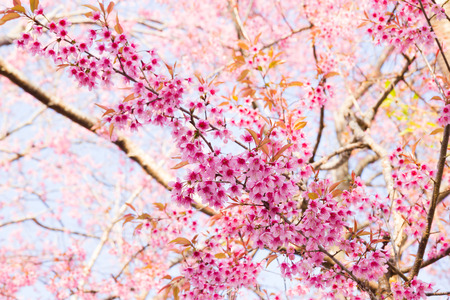 Branch with pink sakura blossoms in Thailand