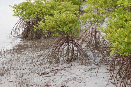 Mangrove forestの写真素材