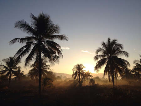 Sunrise and mistの素材