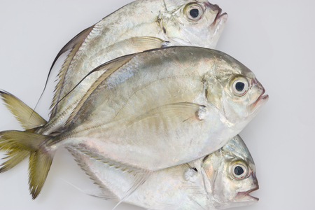 Pompano fishの写真素材