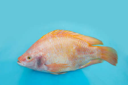 Raw fishの写真素材