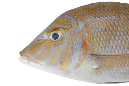 Fish isolated on white background