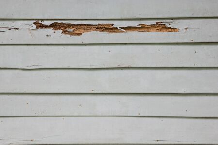 Wooden wall house with termitesの写真素材
