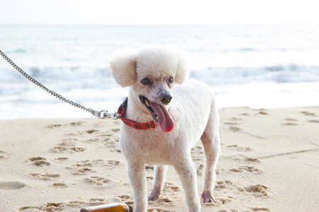 Dog on the beachの写真素材