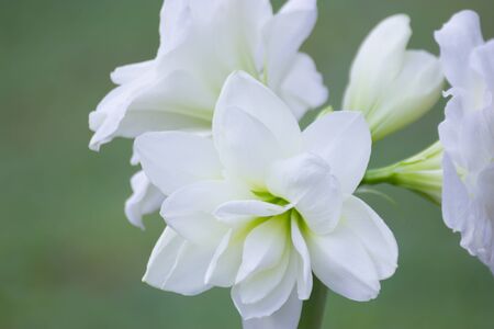 Hippeastrum flower