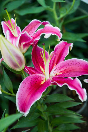 Beautiful pink lilyの写真素材