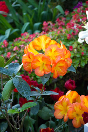 Flower gardenの写真素材