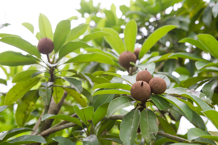 Sapodilla fruits