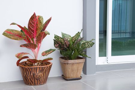 Tree decorations in the houseの写真素材