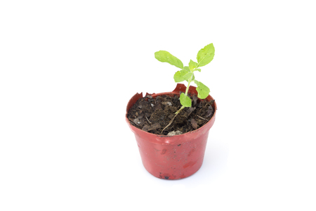 Plant a tree isolated on white backgroundの写真素材