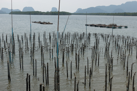 Sea mussel farmの写真素材