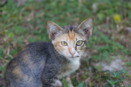 Kitten outdoorsの写真素材