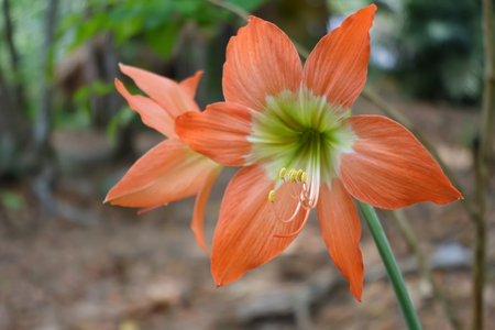 Hippeastrum flower petal bloom flowersの写真素材