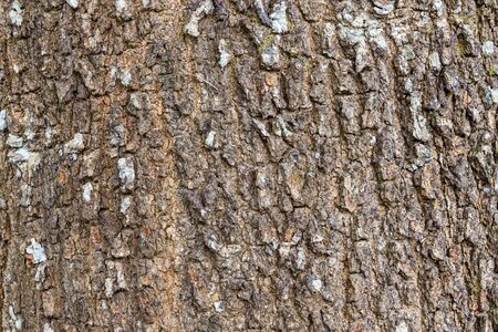 Texture of barkの写真素材