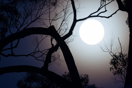 The full moon in the night skyの写真素材