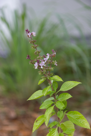 Basil treeの写真素材