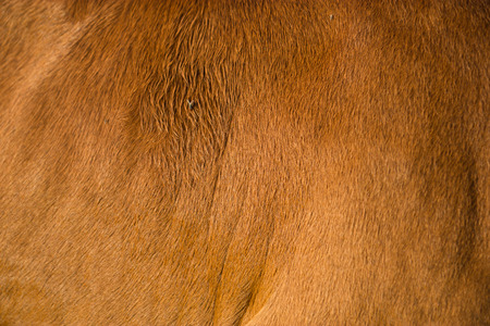 Brown textured cowhideの写真素材