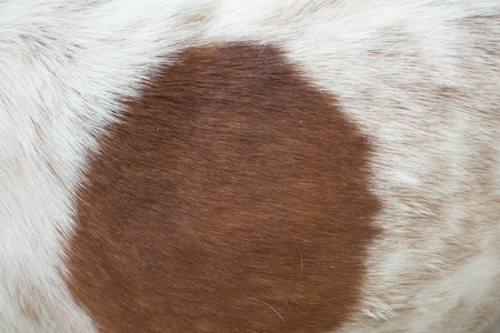 Dog hair background