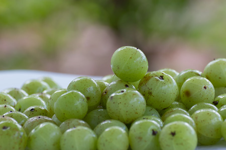 Phyllanthus emblica, Makhampom for herbal medicines used for coughingの写真素材