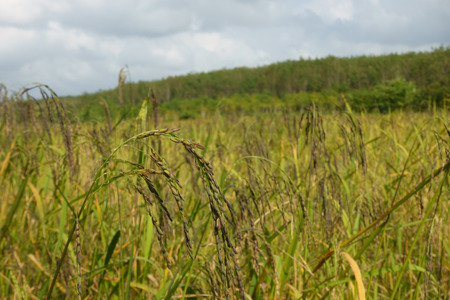 Rice field for harvestの写真素材