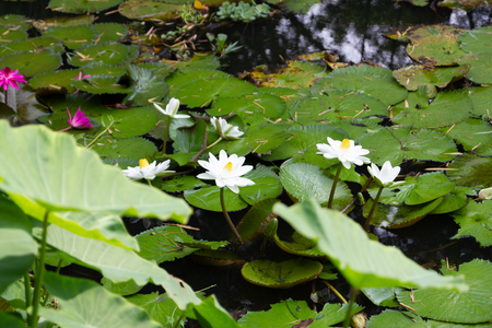 Lotus flower in the poolの写真素材
