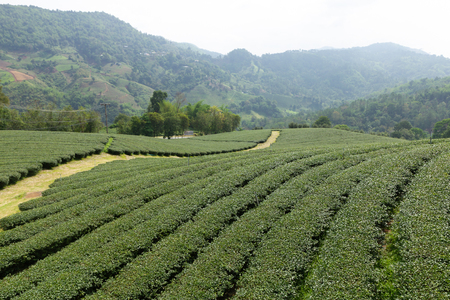 Tea leaves in the mountainの写真素材