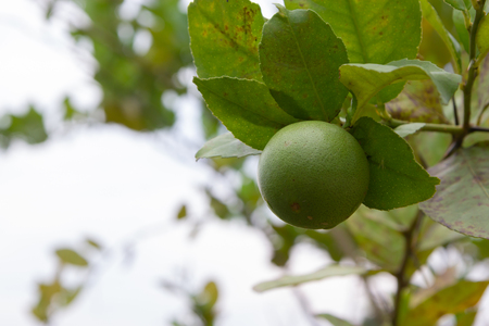 Lime on the treeの写真素材