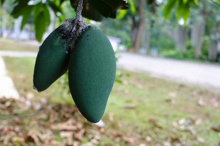 Black mold in mango on the treeの写真素材