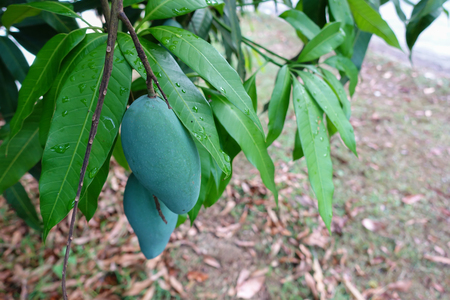 Green mango on the treeの写真素材