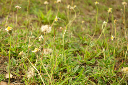 Coatbuttons, Mexican daisy (Tridax procumbens)の写真素材
