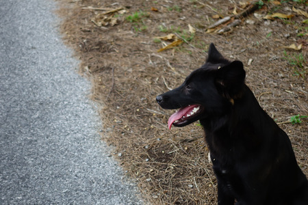 Vagrant dog on the streetの写真素材