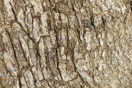 Texture of barkの写真素材