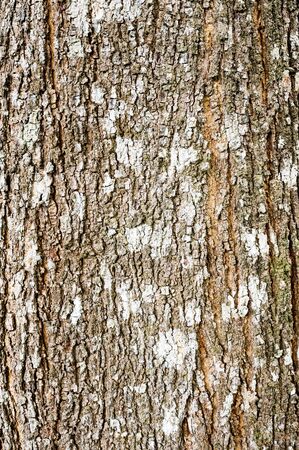 Brown bark of trees backgroundの写真素材