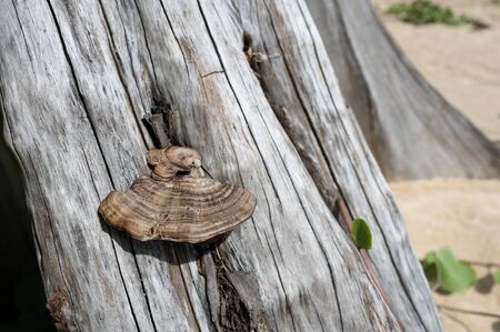 Mushroom come from the treeの写真素材