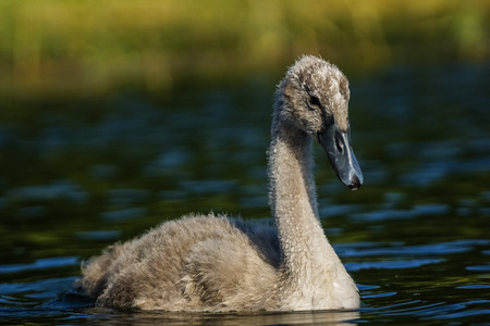 Young swan (Cygnus olor)の写真素材