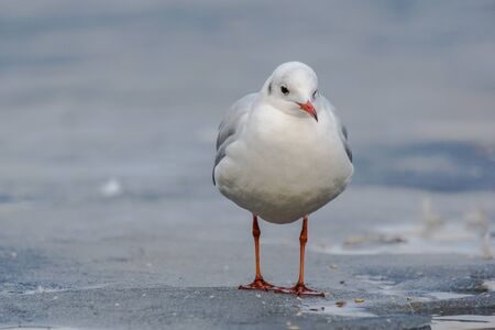 Black-headed Gull (Chroicocephalus Ridibundus)