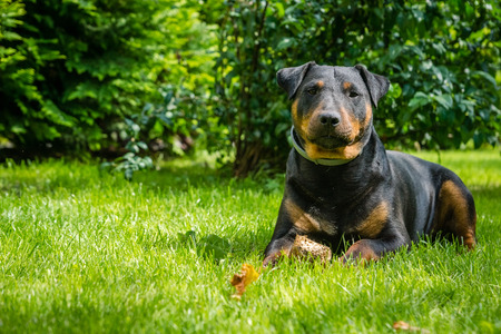 German hunting terrier lying on the grass